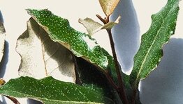 Lei olijfwilg image