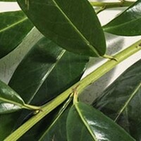 Leilaurier