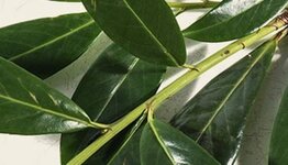 Leilaurier image