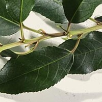 Leilaurier lusitanica Angustifolia