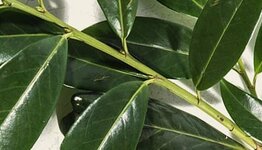 Leilaurier Novita image