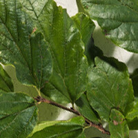 Lei parrotia