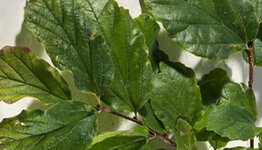 Lei parrotia image