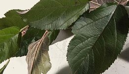 Lei sierappel Freja image
