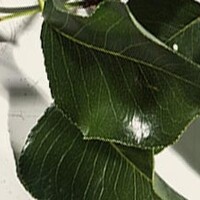 Lei sierpeer