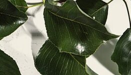 Lei sierpeer calleryana Chanticleer image