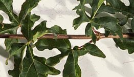 Lei veldesdoorn image