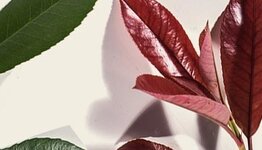 Lei photinia image