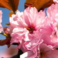 Bloesembomen