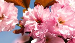 Bloesembomen image