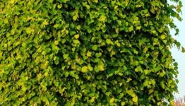 Blokbomen image