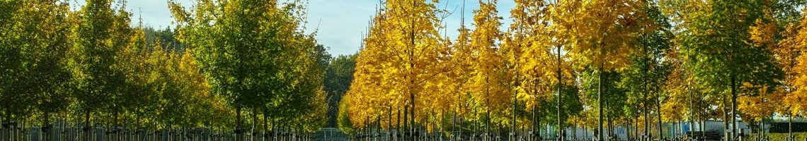 Alle bomen