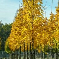Alle bomen