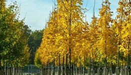 Alle bomen image