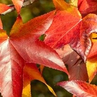 Amberbomen