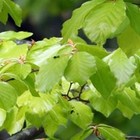 Groene beukenbomen