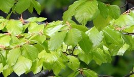 Groene beukenbomen image