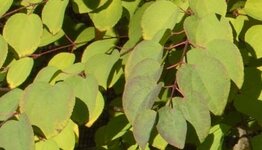 Katsurabomen image