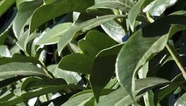 Laurierbomen image