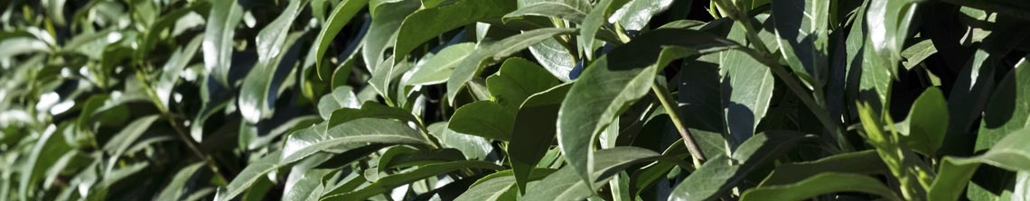 Laurierbomen