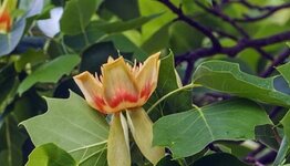 Tulpenbomen image
