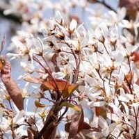 Bomen voor de kleine tuin