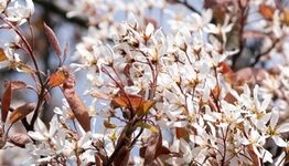 Bomen voor de kleine tuin image