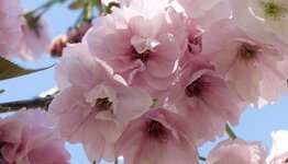 Japanse sierkers image
