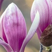 Magnolia bomen