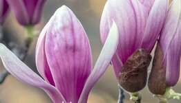Magnolia bomen image