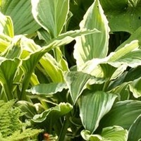 Schaduwplanten