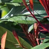 Groenblijvende bolboom