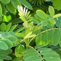 Bolacacia