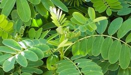 Bolacacia image