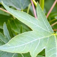 Bolamberbomen