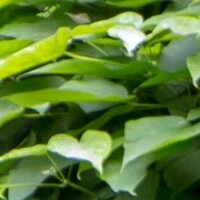 Bolcatalpa