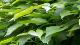 Bolcatalpa image