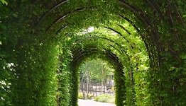 Boogbomen image