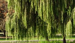 Treurbomen image