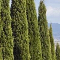 Zuilbomen