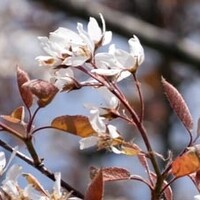 Meerstammige krentenboom
