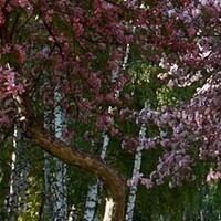 Sierappel meerstammig 