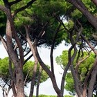 Mediterrane bomen