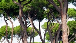 Mediterrane bomen image