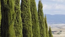 Italiaanse Cipres image