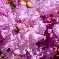 Lagerstroemia