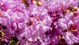 Lagerstroemia image