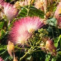 Perzische slaapboom