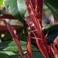 Photinia fraseri Red Robin