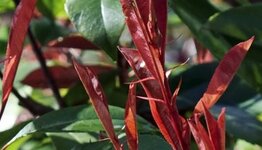 Photinia fraseri Red Robin image